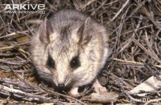 Large-desert-marsupial-mouse-portrait.jpg