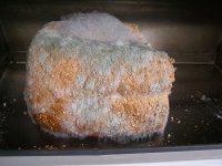 800px-Mouldy_bread.jpg