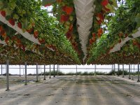 45054705_1244832195_Hydroponic_Grown_IPM_Strawberrys.jpg