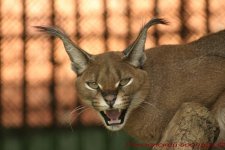 caracal.jpg