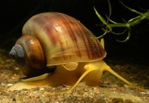 aquarium-snails-1.jpg