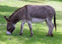 260px-Donkey_1_arp_750px.jpg