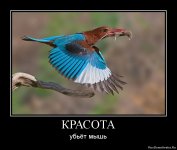 1323680620-krasota.jpg