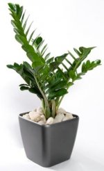 Zamioculcas zamiifolia.jpg