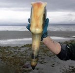 geoducks.jpg