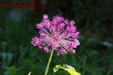 Allium.JPG