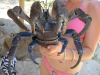 Coconutcrab31.jpg