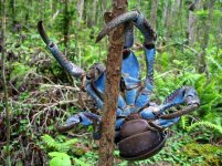 Coconutcrab25.jpg