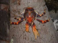 Coconutcrab21.jpg