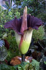 275px-Titan-arum1web.jpg