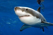 great-white-shark1.jpg