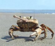 crab.jpg