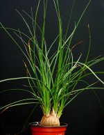 beaucarnea_stricta1_1.jpg