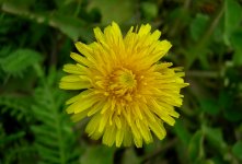 yellow_dandelion.jpg