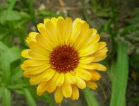 yellow_gerbera.jpg