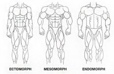 women-body-types-ectomorph-mesomorph-endomorph-315.jpg