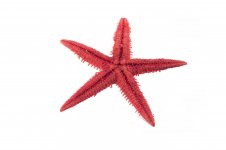 unpeeled_red_starfish.jpg