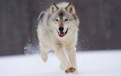 gray_wolf_minnesota-1280x800.jpg