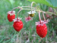 800px-3_wild_strawberries_close_up_UK_2006.JPG