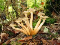 1280px-Armillaria_mellea_JPG1.jpg