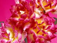 Hot_Pink_Roses,_Bunch_Of_Flowers.jpg