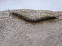 Scolopendra.jpg