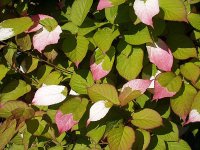 800px-Actinidia_kolomikta.jpg