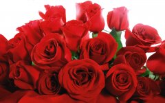 Nature_Flowers_Red_Valentines__Flowers_008325_.jpg