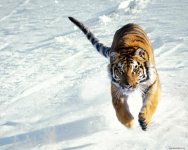 begushiy_po_snegu_tigr_1280.jpg