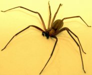 734px-Brown-recluse-2.jpg