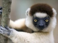 1286863457_lemur2-1024.jpg