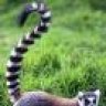 Lemura